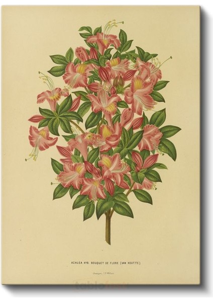 Pierre-Joseph Redouté - Azalea Çiçeği Botanik Illüstrasyonu Kanvas Tablo