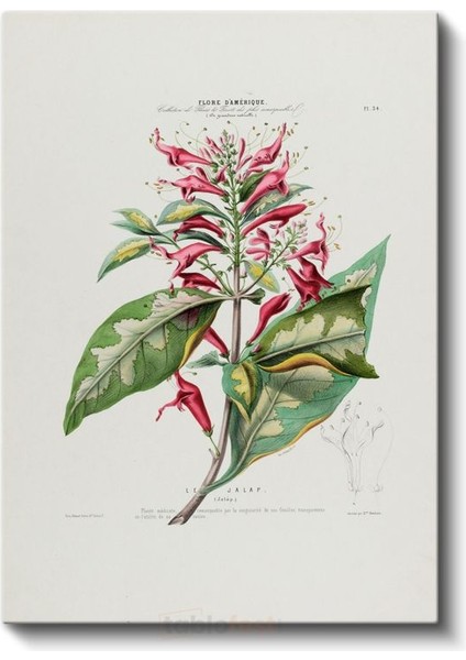 Charles-François Brisseau De Mirbel - Flore D'amerique Botanik Illüstrasyonu Kanvas Tablo