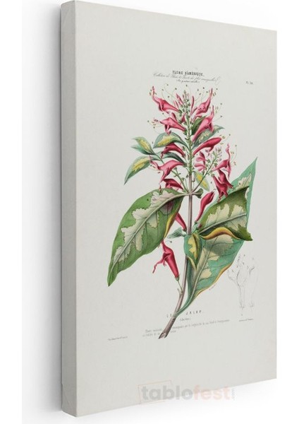 Charles-François Brisseau De Mirbel - Flore D'amerique Botanik Illüstrasyonu Kanvas Tablo