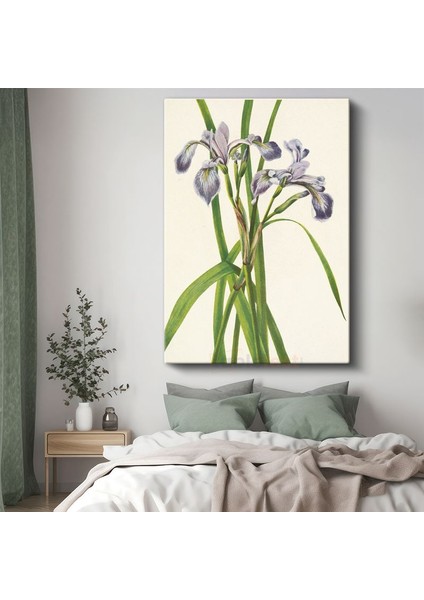 Pierre-Joseph Redouté - Mor Süsenler Kanvas Tablo