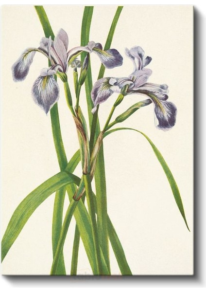 Pierre-Joseph Redouté - Mor Süsenler Kanvas Tablo fiyatları