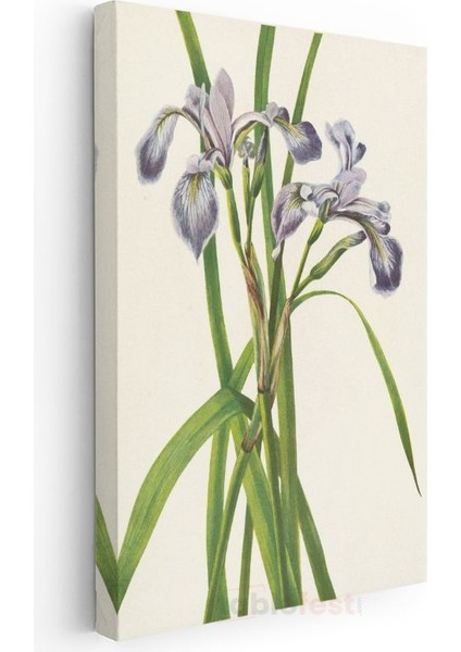 Pierre-Joseph Redouté - Mor Süsenler Kanvas Tablo modelleri