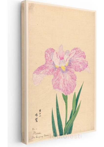 Ohara Koson - Pembe Iris Çiçeği Japon Tarzı Illüstrasyon Kanvas Tablo modelleri