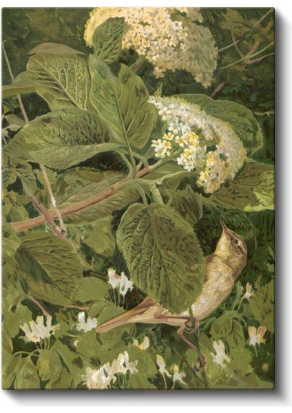 Archibald Thorburn - Çiçekler Arasındaki Kuş Kanvas Tablo