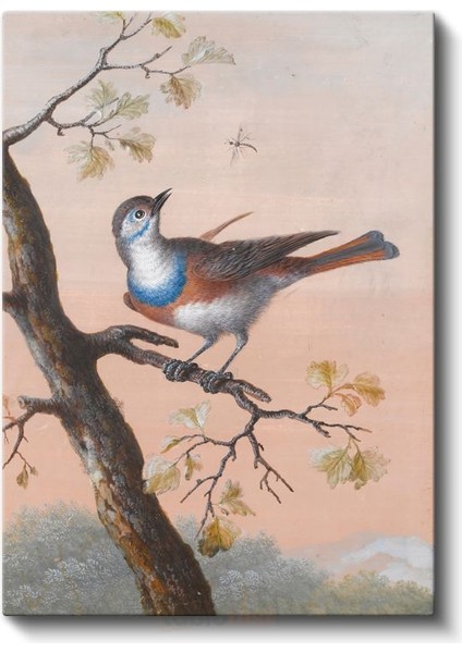 John James Audubon - Mavi Göğüslü Kuş Kanvas Tablo
