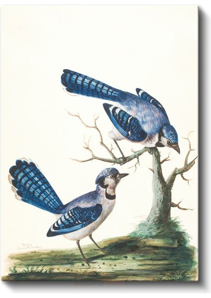 John James Audubon - Mavi Alakargalar Kanvas Tablo