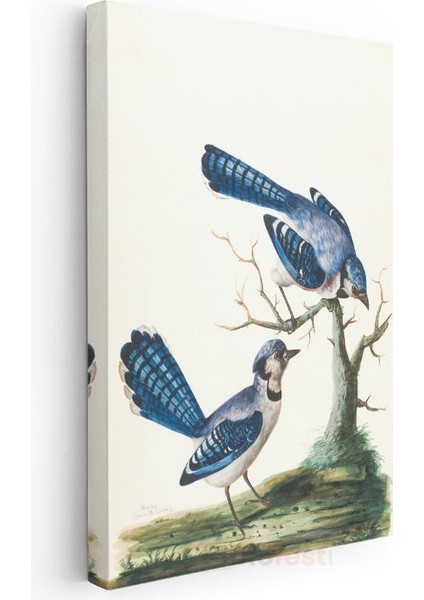 John James Audubon - Mavi Alakargalar Kanvas Tablo