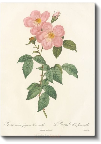 Pierre-Joseph Redouté - Pembe Yaban Gülü Kanvas Tablo