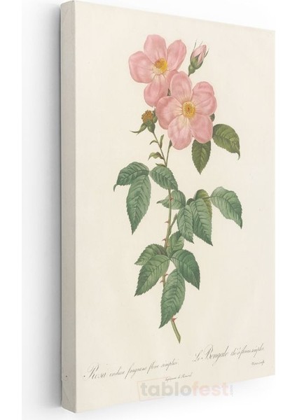Pierre-Joseph Redouté - Pembe Yaban Gülü Kanvas Tablo