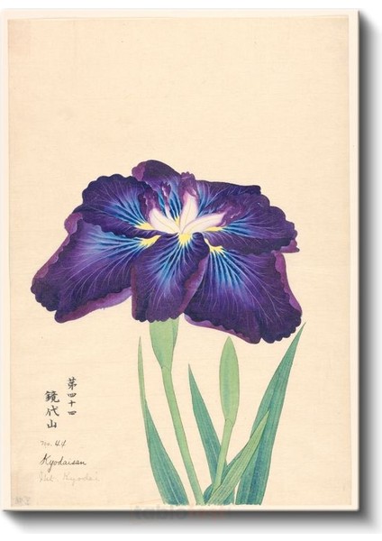 Ohara Koson - Mor Iris Çiçeği Japon Tarzı Illüstrasyon Kanvas Tablo fiyatları