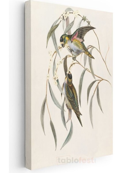 John Gould - Okaliptüs Dalındaki Kuşlar Kanvas Tablo modelleri