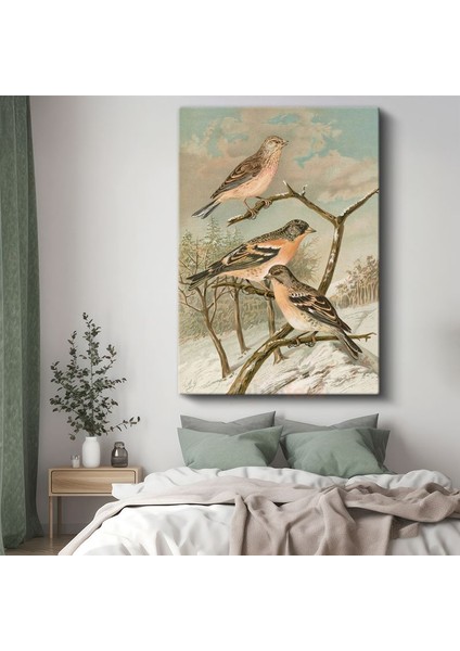 John Gould - Kış Kuşları Kanvas Tablo