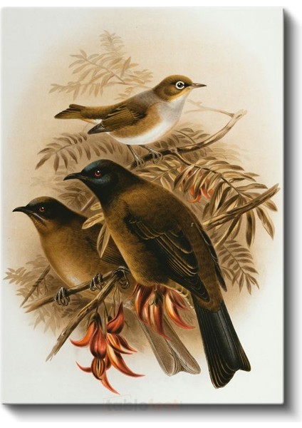 John Gould - Dalda Üç Kuş Kanvas Tablo fiyatları