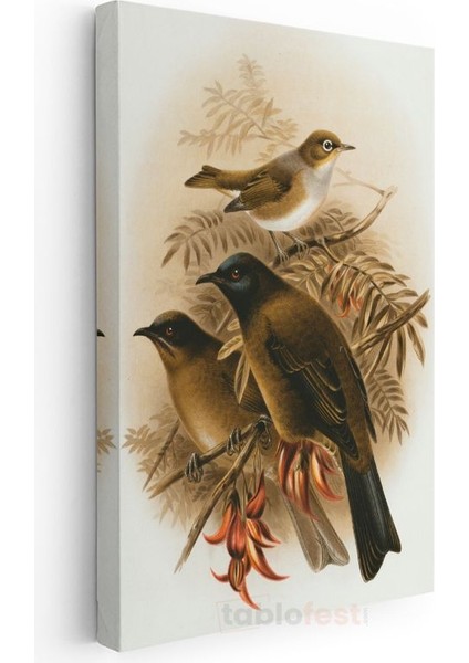John Gould - Dalda Üç Kuş Kanvas Tablo modelleri