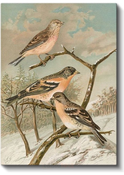 John Gould - Kış Kuşları Kanvas Tablo