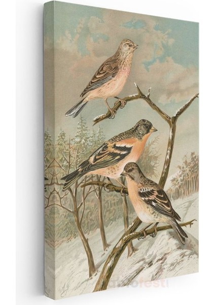 John Gould - Kış Kuşları Kanvas Tablo
