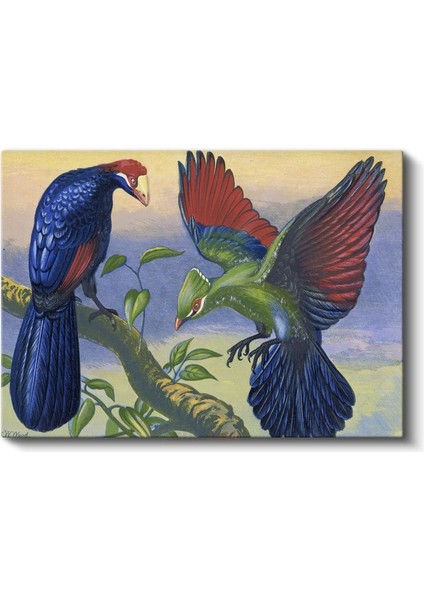 John Gould - Egzotik Kuşlar Kanvas Tablo fiyatları