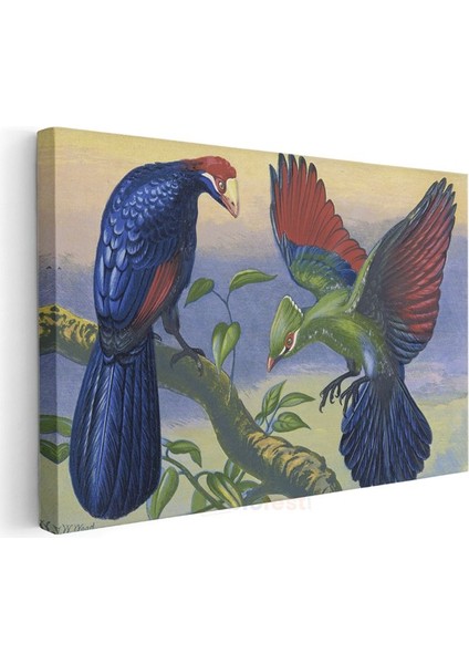 John Gould - Egzotik Kuşlar Kanvas Tablo modelleri