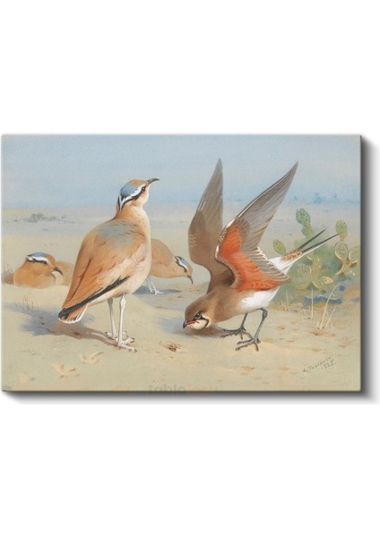 Archibald Thorburn - Çöl Kuşları Kanvas Tablo