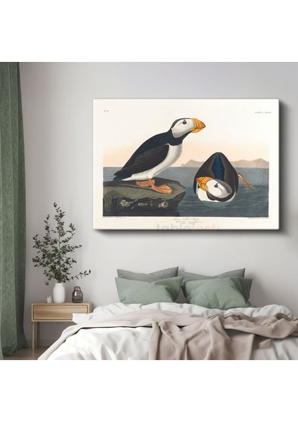 John James Audubon - Büyük Gagalı Deniz Papağanları Kanvas Tablo