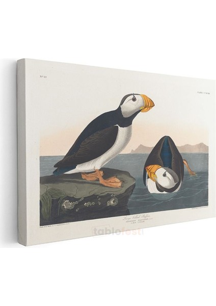 John James Audubon - Büyük Gagalı Deniz Papağanları Kanvas Tablo