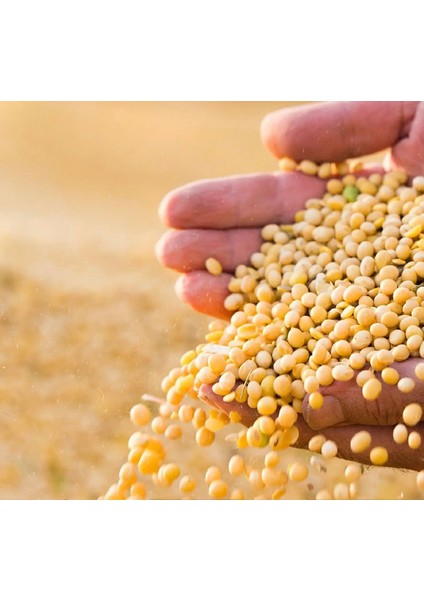 Soya Fasülyesi 500 gr