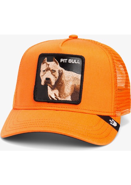 The Dog Pitbull.orange
