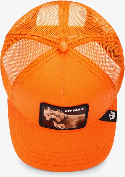 The Dog Pitbull.orange indirimleri