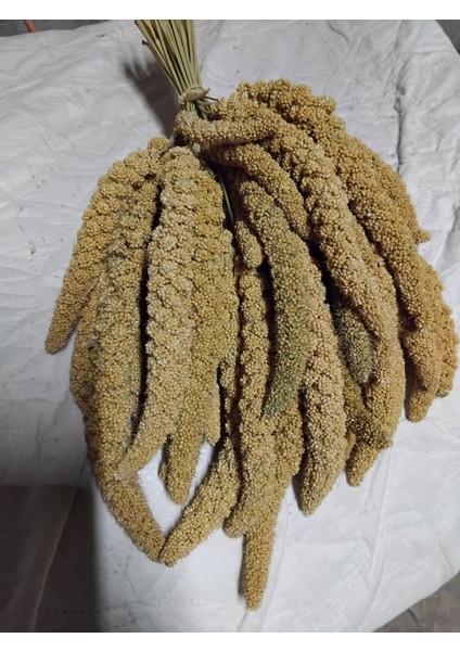 Dal Darı-Doğal Sarı Daldarı Kuş Yemi 1 kg