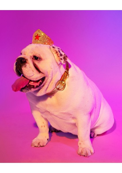 Luxury Wonder Woman Köpek Tacı M 1 Adet modelleri