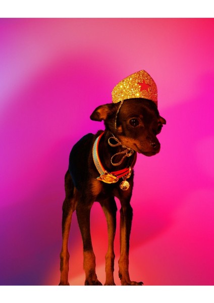 Luxury Wonder Woman Köpek Tacı M 1 Adet indirimleri