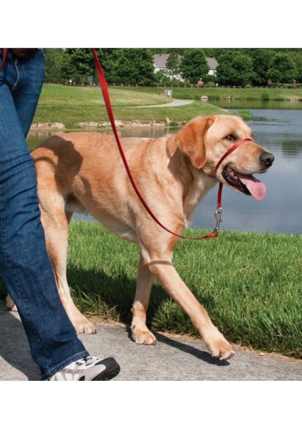 Luxury Easy Walk Headcollar Köpek Kafalıklı Tasma Kırmızı Large 27.2-59 kg 1 Adet