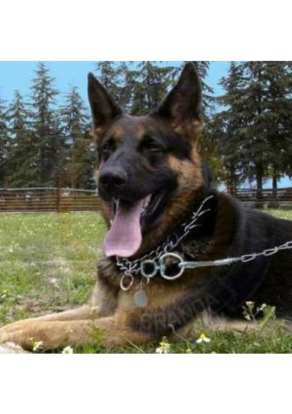 Luxury Zincir Tasma Köpek Bağlama Zinciri Köpek Zinciri 4mm Cılbır Zincir 5 Adet 200CM 1 Adet