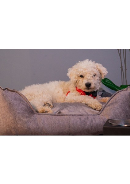 Luxury Pawtrail Kedi Köpek Yatağı(Nakış Isimlik Hediyeli) 1 Adet