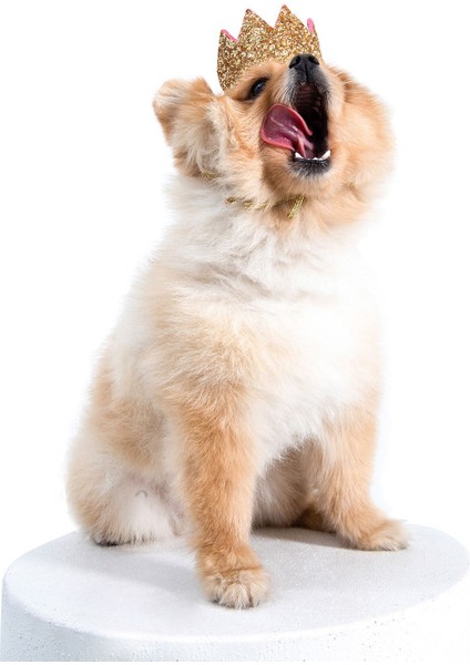 Luxury Meta Pembe Köpek Tacı M 1 Adet