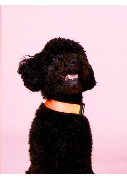 Luxury Flame Köpek Boyun Tasması Xs 1 Adet