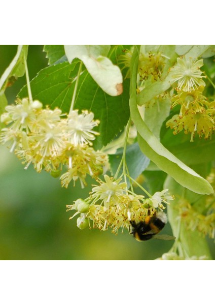 Ihlamur (Tillia Tomentosa) Fidanı 5 Adet