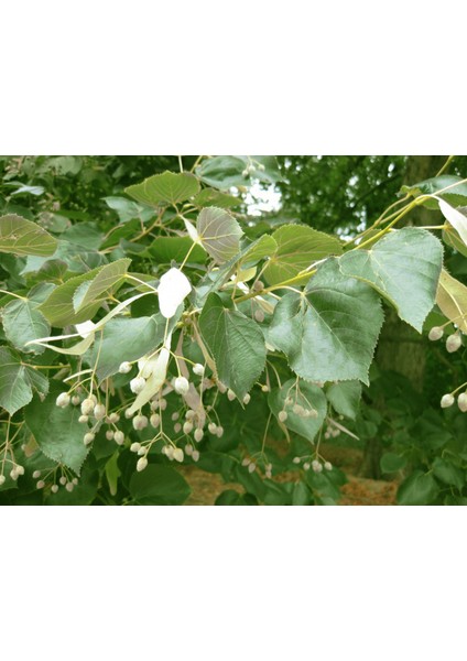 Ihlamur (Tillia Tomentosa) Fidanı 5 Adet