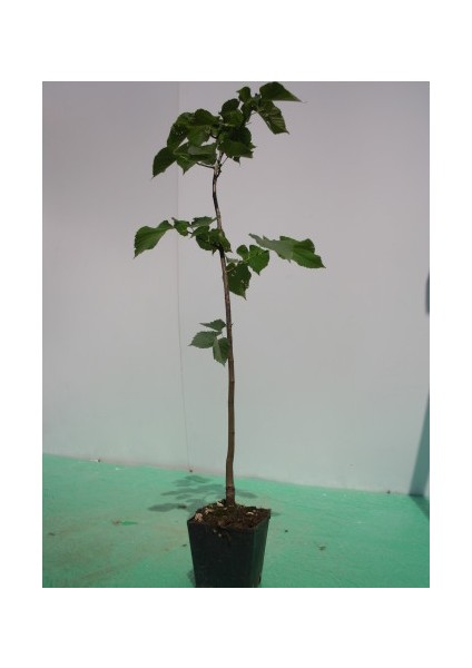 Ihlamur (Tillia Tomentosa) Fidanı 5 Adet