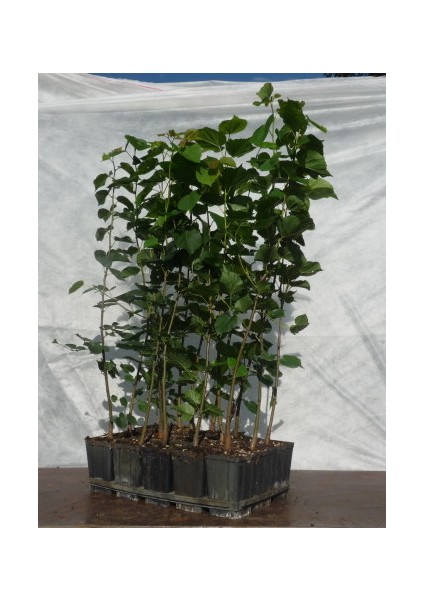 Ihlamur (Tillia Tomentosa) Fidanı 5 Adet