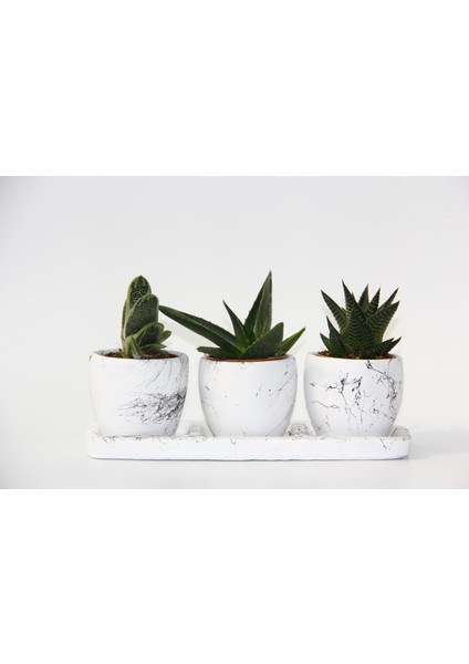 Trio Beyaz Sukulent Seti - Haworthia, Crassula Perforata modelleri