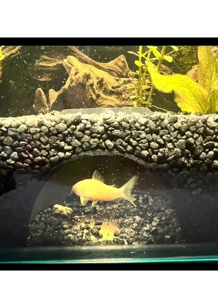 Akvaryum Balık Mağarası Balık Saklanma Alanı Akvaryum Süsü 1 Adet 7x5