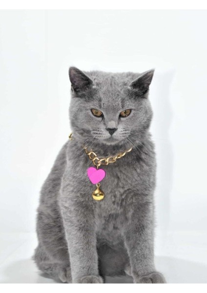 Kedi Tasması Kedi Kolyesi Gold Ayarlanabilir Tasma Lila Renk fiyatları