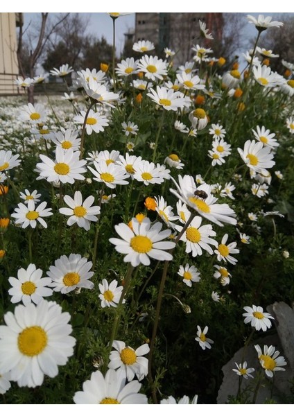 Papatya Çiçeği - Chamomillae Romanae 45 Adet