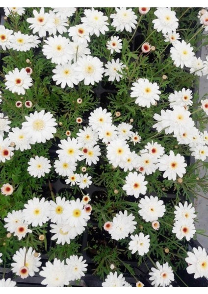 Papatya Çiçeği - Chamomillae Romanae 45 Adet