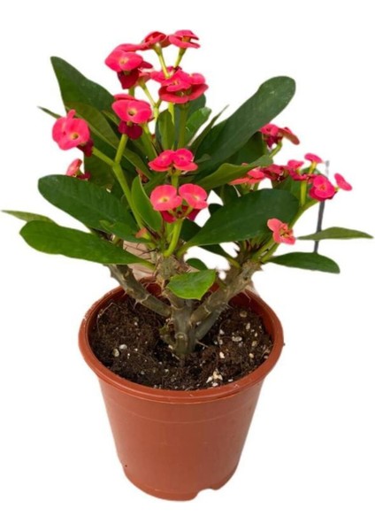 Saksılı Kırmızı Dikenler Tacı Japon Iğnesi Euphorbia Milii 5-15 cm