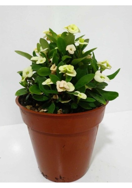 Beyaz Dikenler Tacı Euphorbia Milii modelleri