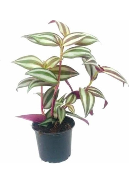 Telgraf Çiçeği 30 cm Boyunda