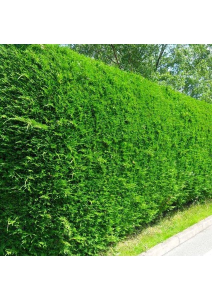 Yeşil Leylandi Cupressocyparis Leylandii (Cupressaceae) 5 Adet