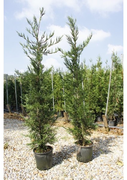 Yeşil Leylandi Cupressocyparis Leylandii (Cupressaceae) 5 Adet